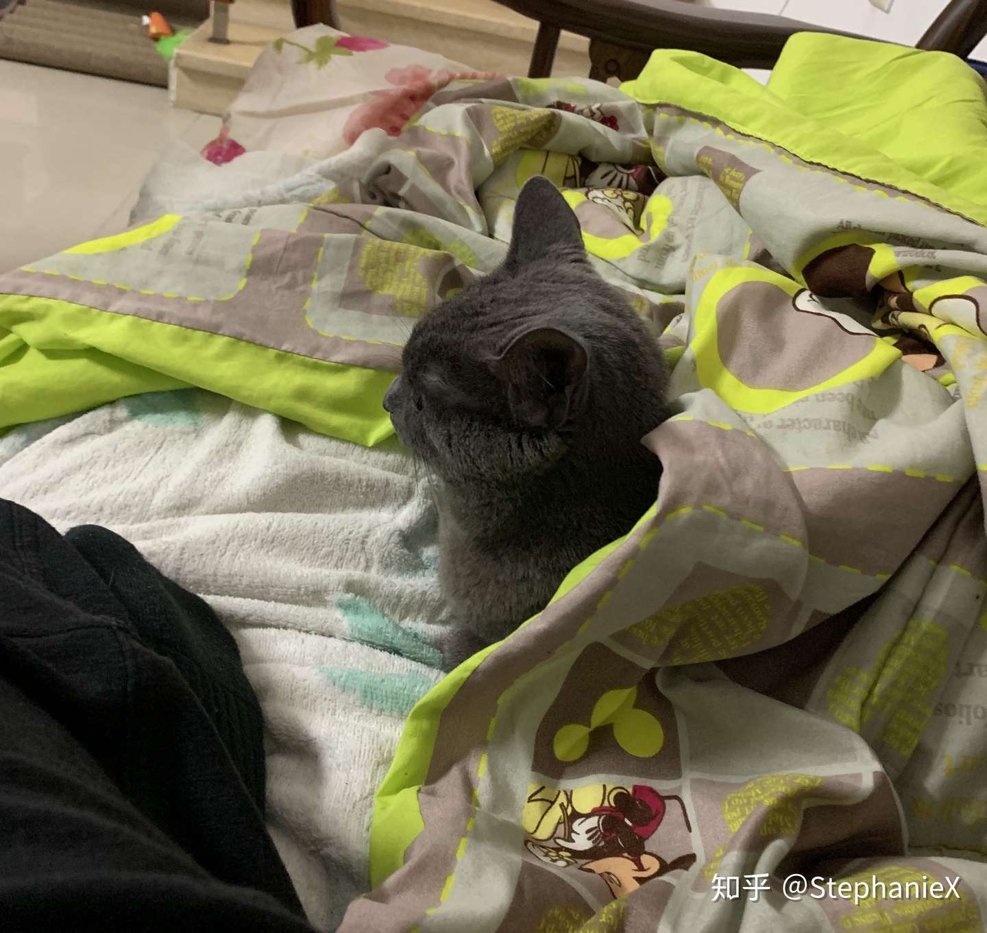 从美国带两只猫回国攻略 非直飞 带猫上飞机 知乎