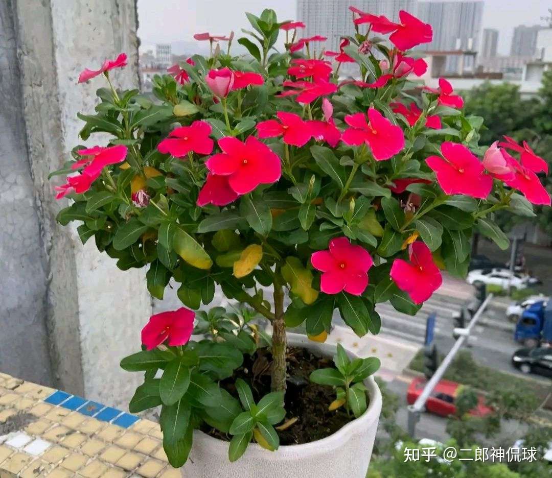 孙颖莎是长春花 陈梦是牡丹花 王曼昱是腊梅 知乎