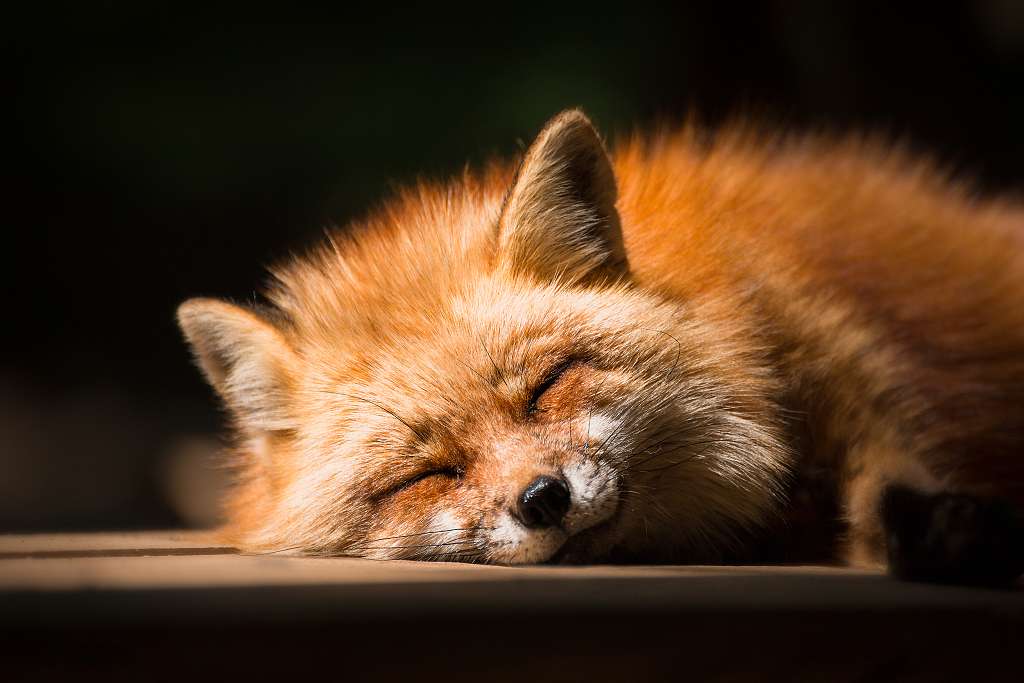 睡前故事丨送给狐狸的礼物 知乎