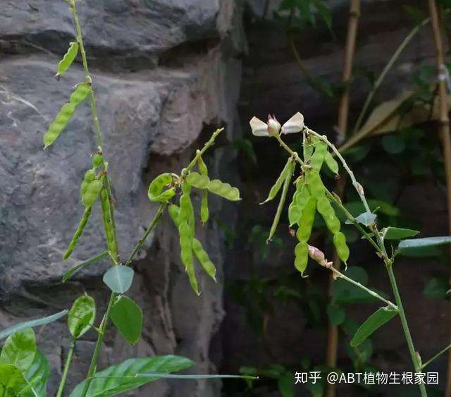 Abt趣味植物 植物也风流 这种植物居然会闻歌起舞 知乎