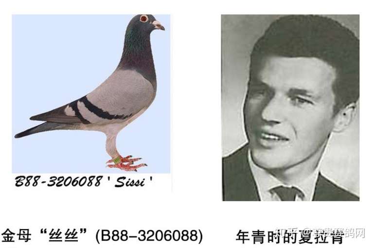 信鸽名家夏拉肯 赢家的十大守则和输家的十大错误 知乎