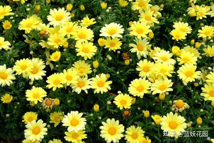 蓝妖 夏休眠植物有哪些 如果你是新手一定要看完 知乎