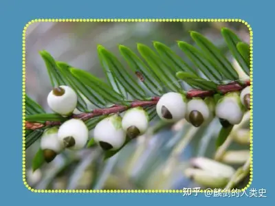 地球生物全系列——植物篇】红豆杉目—红豆杉科（下） - 知乎