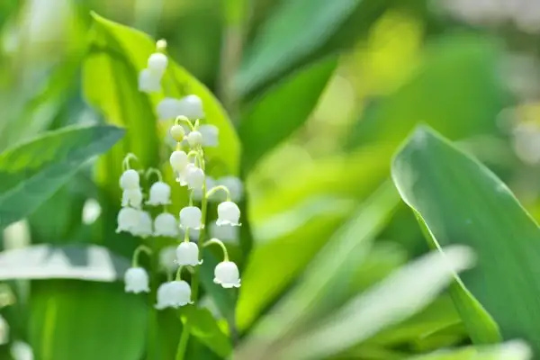 五月上旬诞生花 知乎
