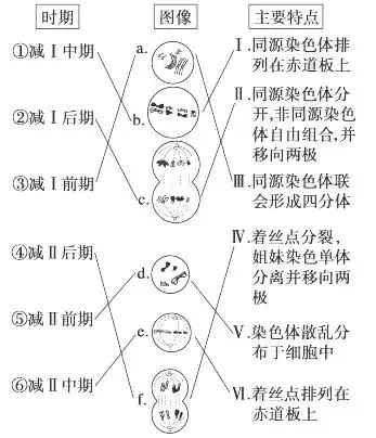 精原细胞的形成过程为有丝分裂,精子(卵细胞)的形成过程为减数