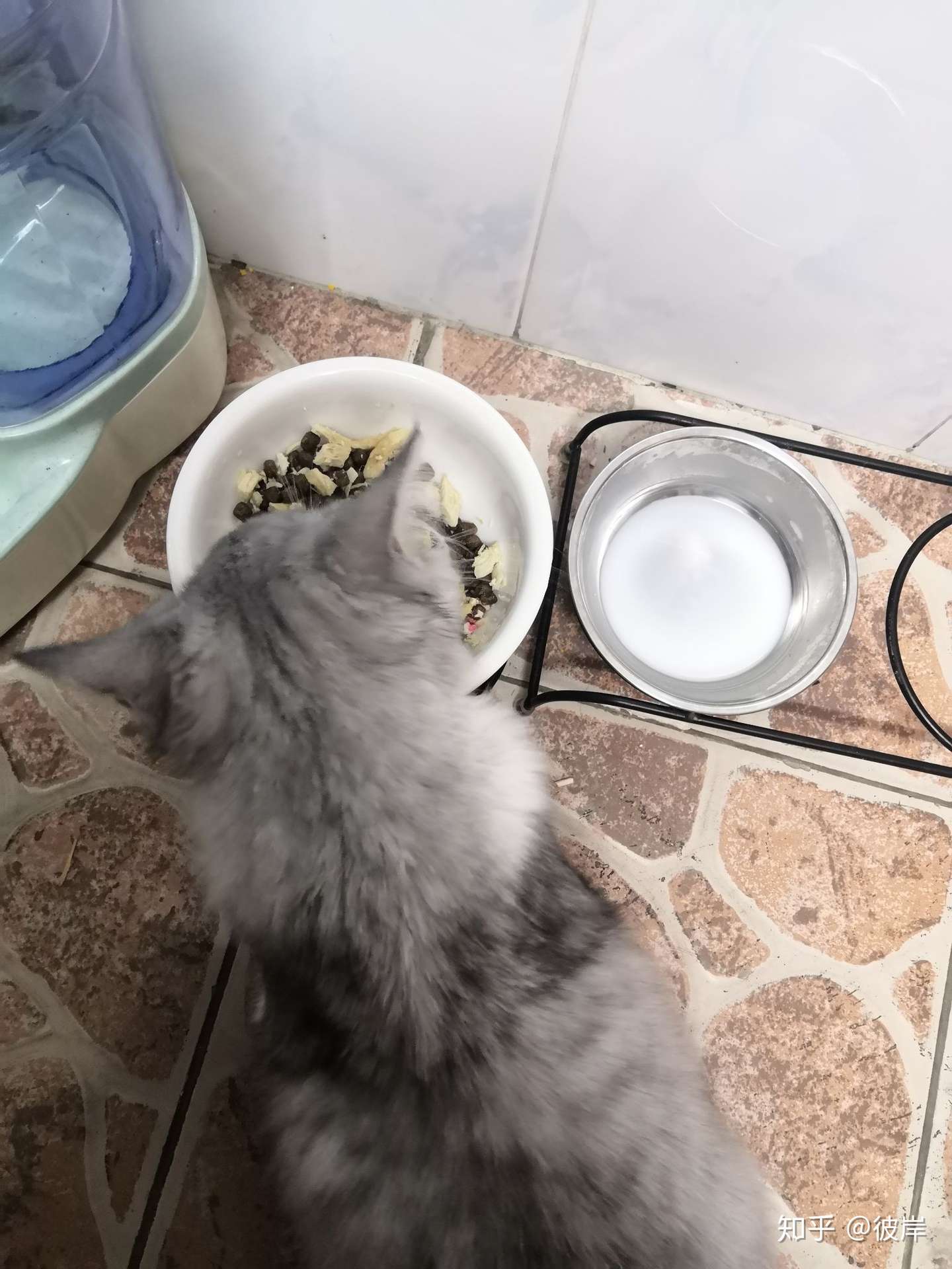 满满对抗猫腹水记录- 知乎