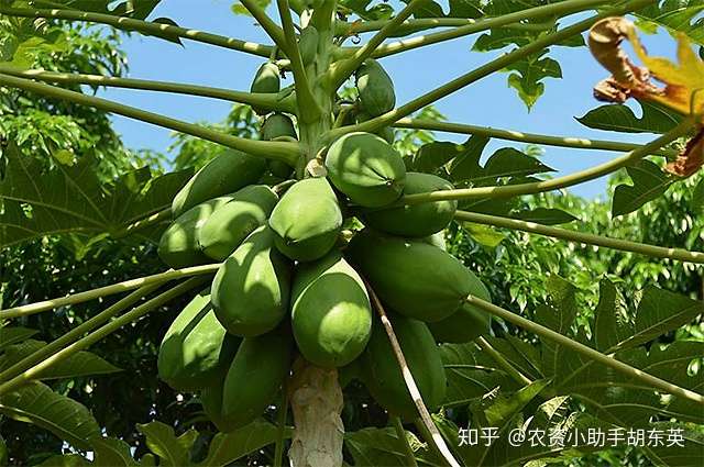 木瓜什么时候打膨大剂 木瓜专用肥哪家好 木瓜增大增甜防裂肥用金泰靓 知乎