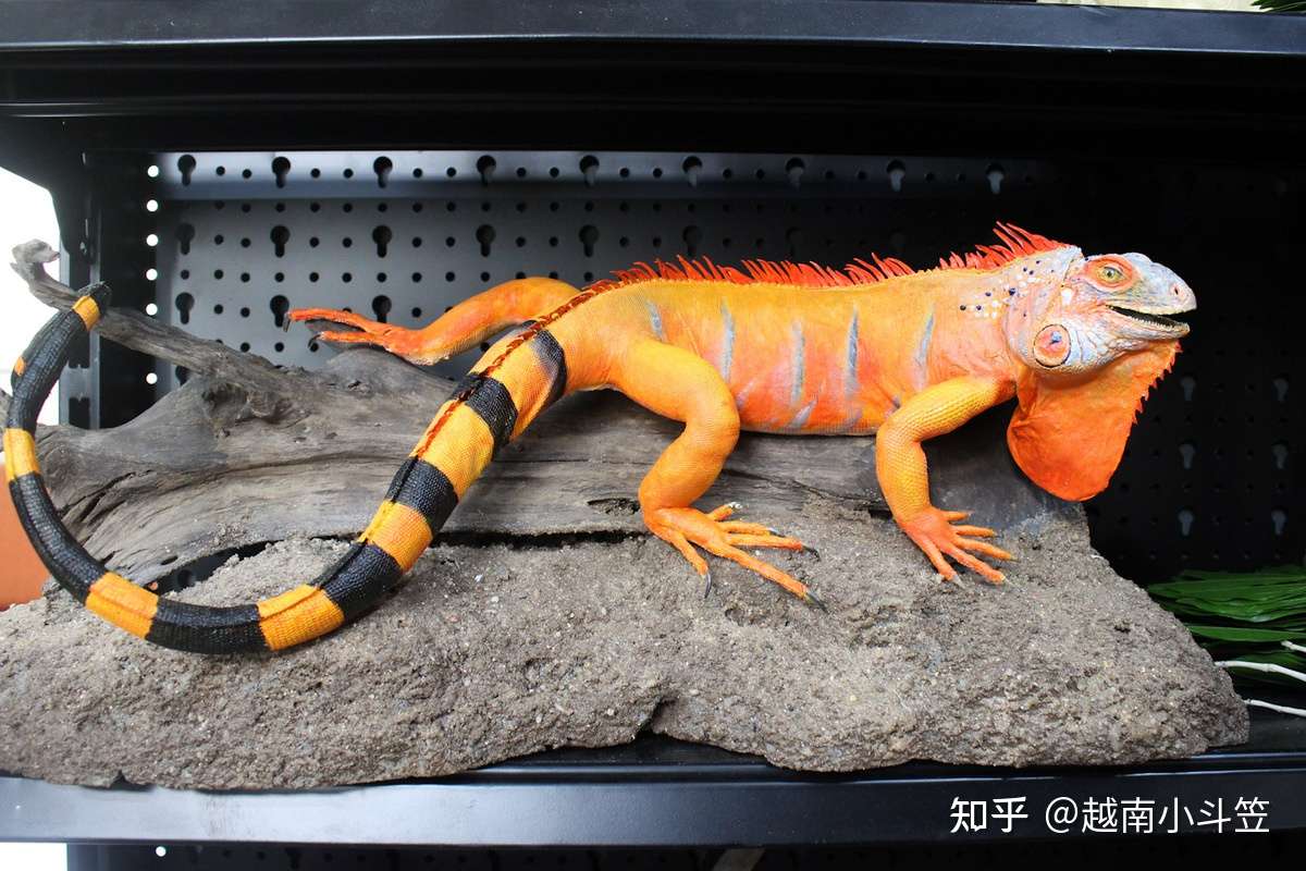 制作标本的人 知乎 制作标本的人 知乎