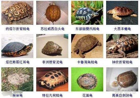 热带龟品种大全图片
