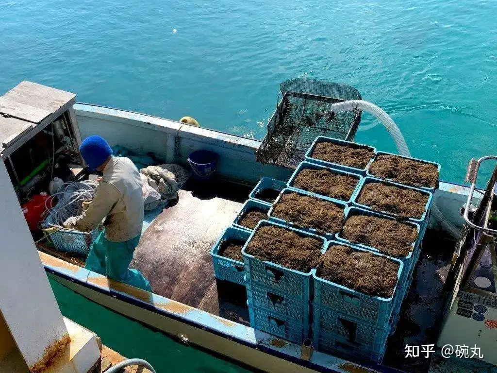 水云 海发菜 是你吗 知乎