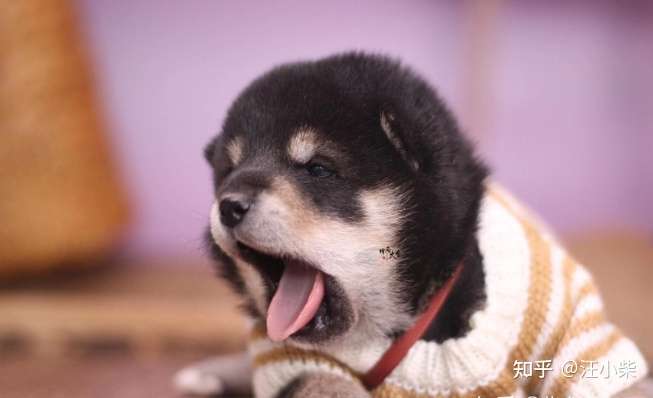 今天给大家分享新手怎么养柴犬 柴犬喂养注意事项 知乎