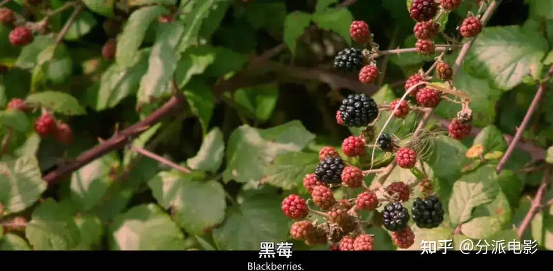 《克拉克森的农场第三季》9.6分神剧回归,暴躁老头又整活了!