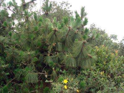 虬枝伏地松 - 知乎