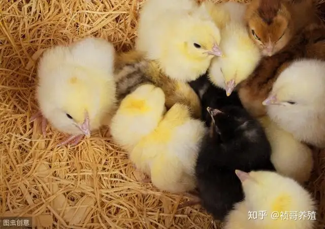 养鸡需要喂什么药预防（养鸡前七天的饲养应按自身条件规划总结有助提高雏鸡成活率）小鸡喝开口水后多久进食