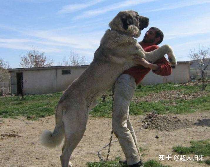 世界上最大的狗狗犬种 知乎