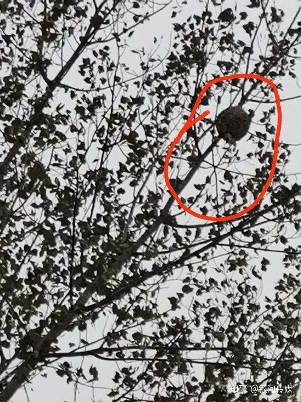 信阳4岁男童被骷髅蜂蜇伤不幸离世元凶疑为野蜂猎人