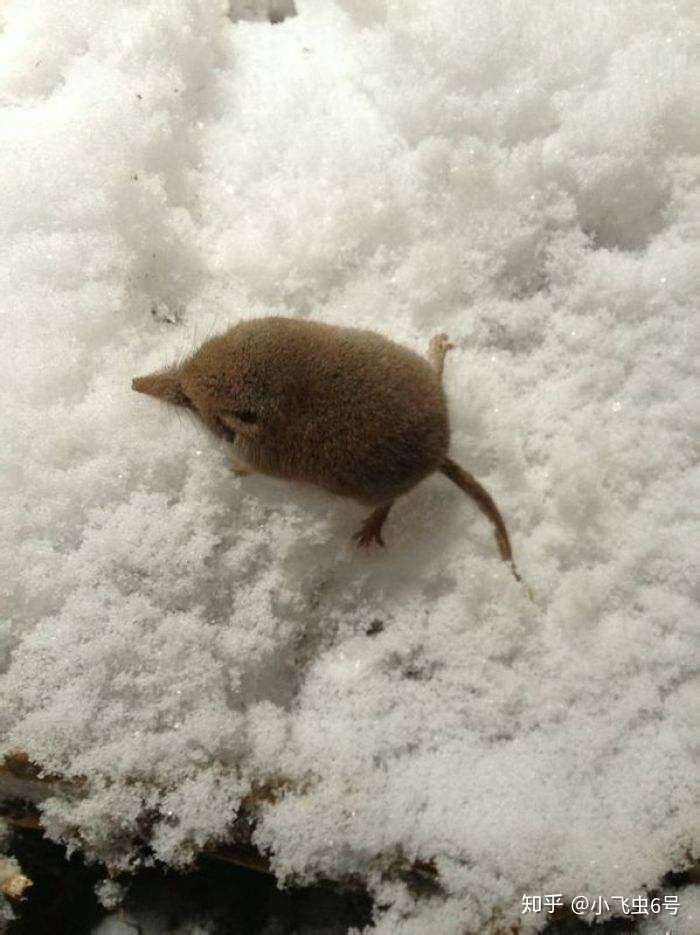 这是什么物种啊?