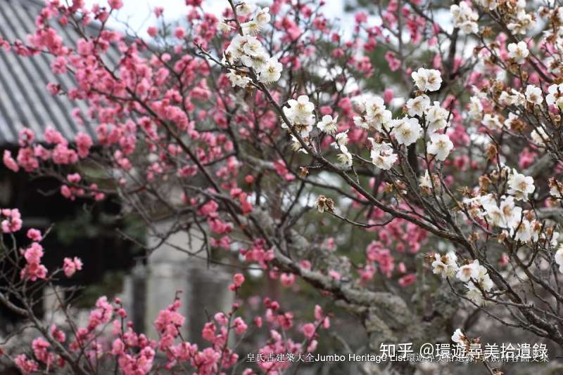 第1055回 清凉寺令制国宇治 平等院凤凰堂梵钟 知乎