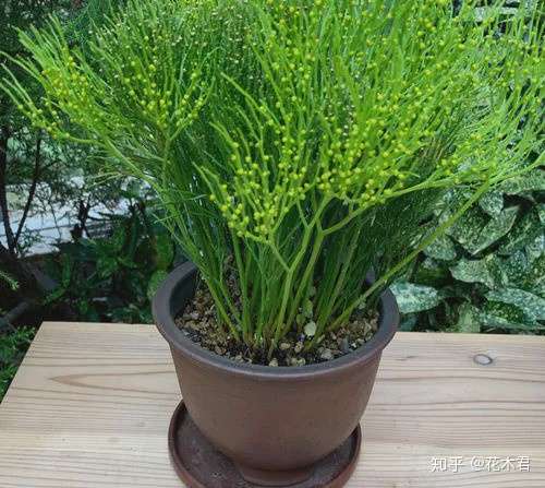 蕨类植物 松叶蕨是不是濒危物种 如何栽培养护 知乎