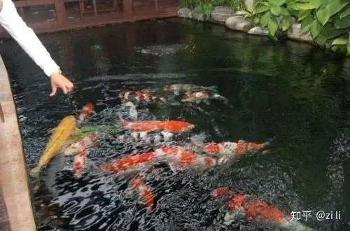 养锦鲤十年的 过来人 告诉你不要触碰的九大 雷区 知乎