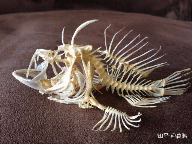 如果羊膜动物和两栖动物全部灭绝鱼类还可能重新登陆吗