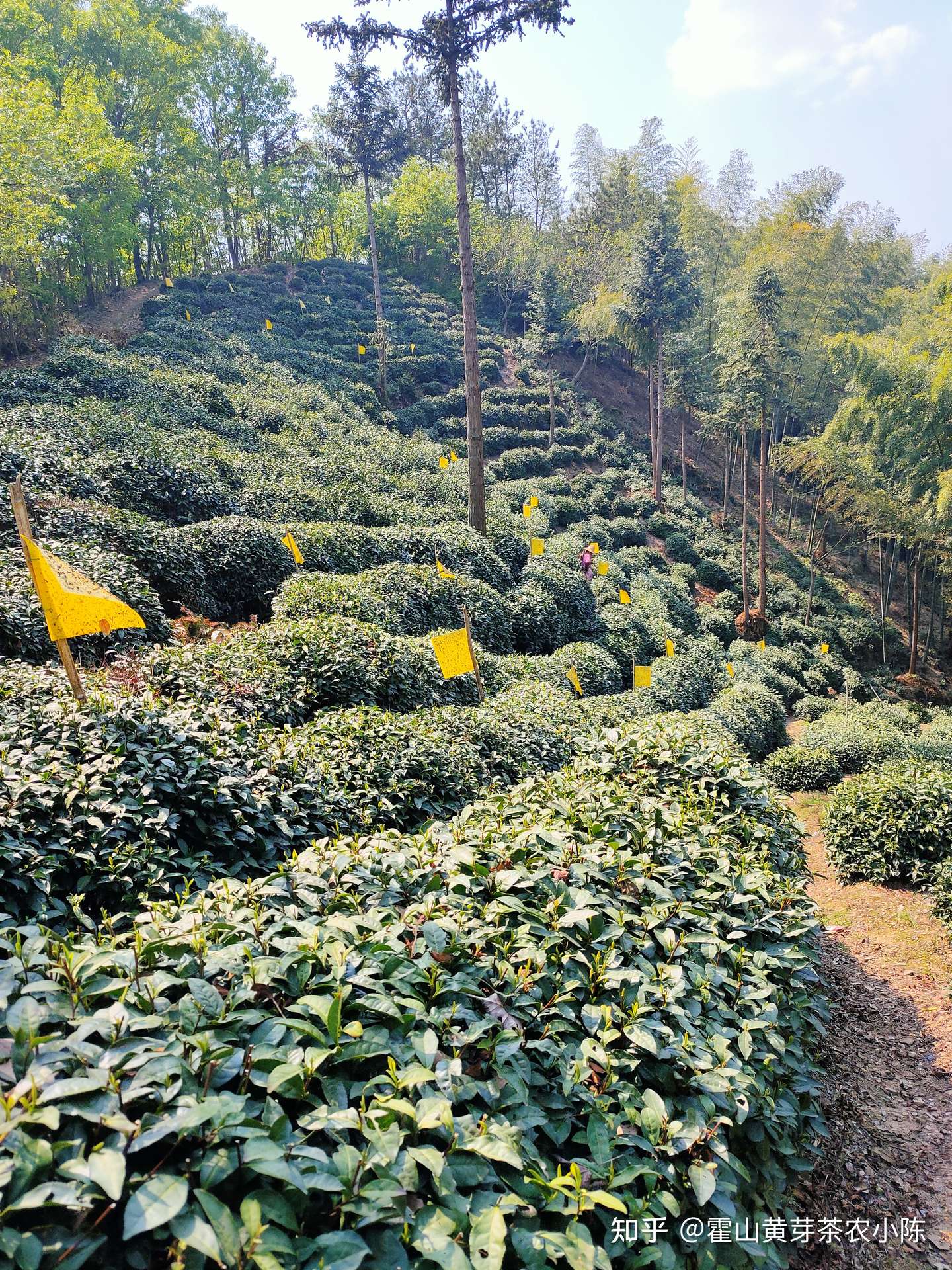 霍山黄芽茶是不是中国十大名茶之一