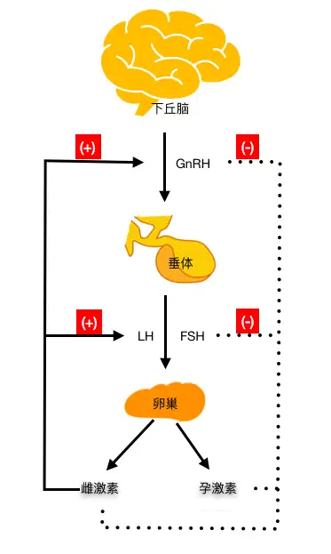 下丘脑垂体卵巢轴图片