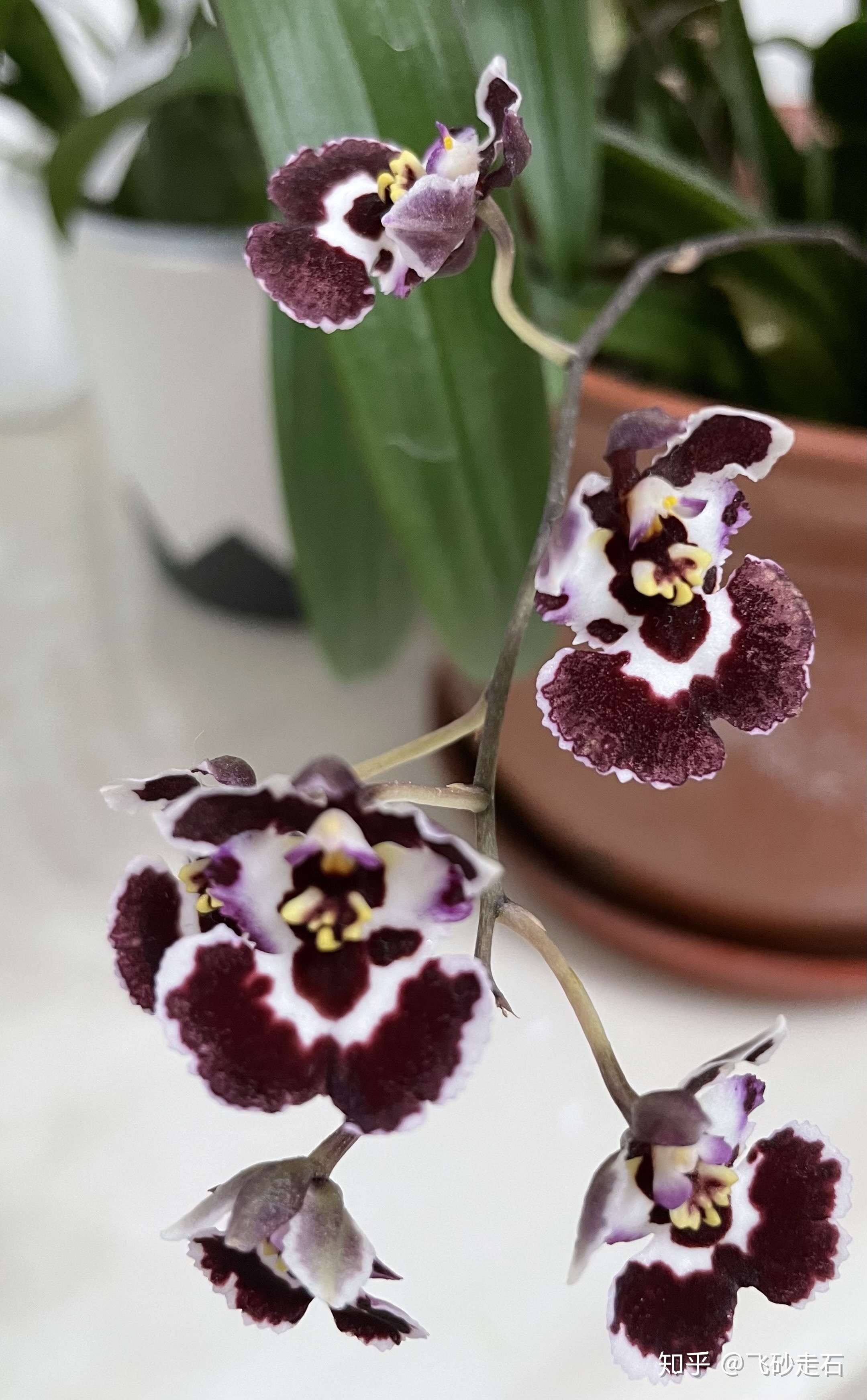 飞砂走石 的想法: 迷你剑叶文心兰,状态还不错,花比来的时… - 知乎