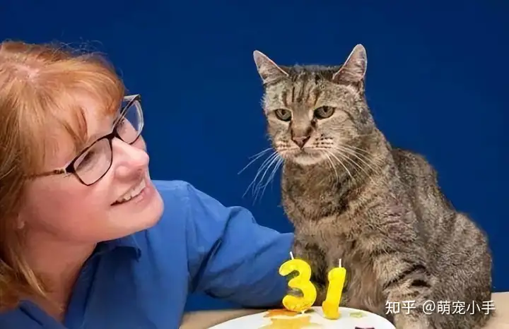 12种常见猫咪平均寿命，附上猫咪长寿秘籍1