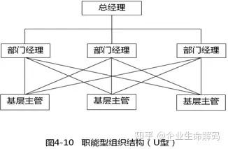 u型组织结构图片