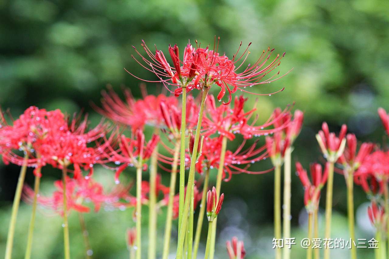 八月会开的花花 2 传说中的彼岸花 其实一点也不神秘 知乎 八月会开的花花 2 传说中的彼岸花 其实一点也不神秘 知乎