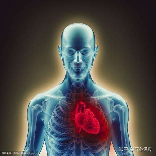 心脏明明长在中间,为什么长辈总教孩子心脏在左边?