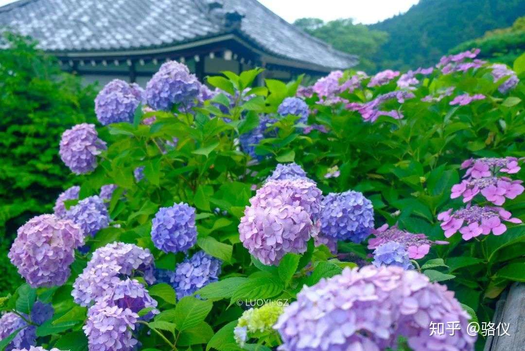 六月限定 梅雨时节最治愈的 就是紫阳花了 知乎