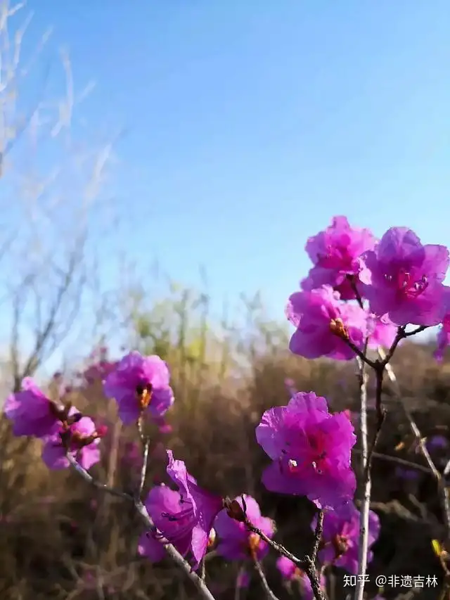 干货分享（旅顺非遗）旅顺非遗文化虎头帽价值 第18张