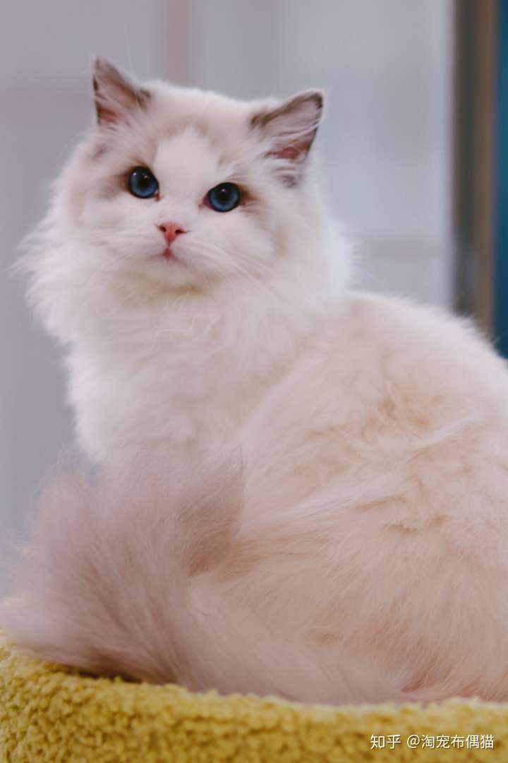 布偶猫的外形特点是什么有哪些生活习性