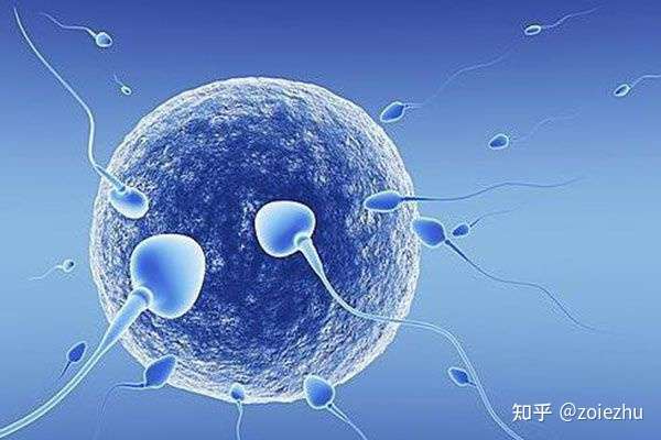 借卵公司（上海供卵试管流程解析，试管前需要做哪些检查？）