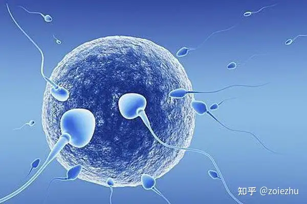 上海助孕中心排名（上海供卵试管流程解析，试管前需要做哪些检查？）