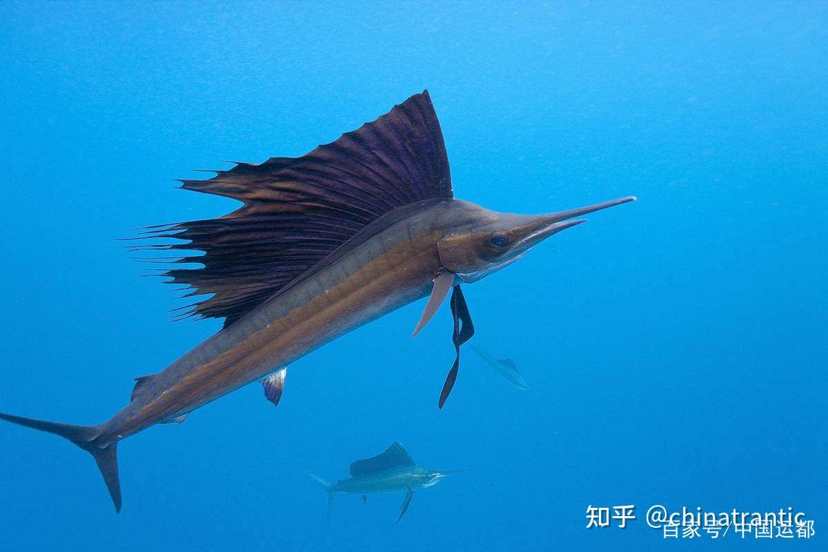 威海运都 海识 飞翔的鱼 知乎