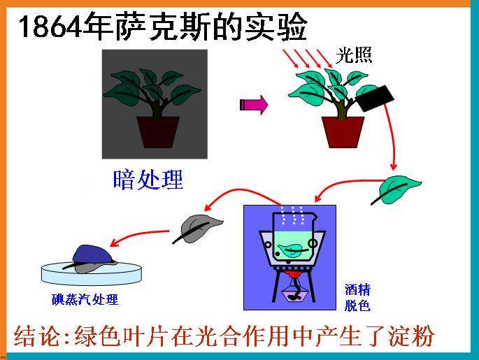 不会吹 的萨克斯 光合作用探究历程 2 知乎