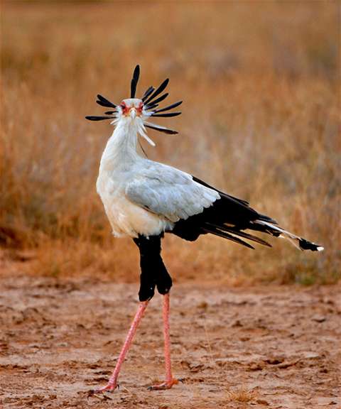 有没有什么让人感到帅气的动物