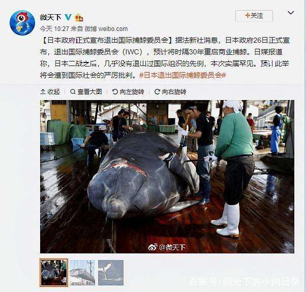 日本政府正式宣布退出国际捕鲸委员会,目的是什么?