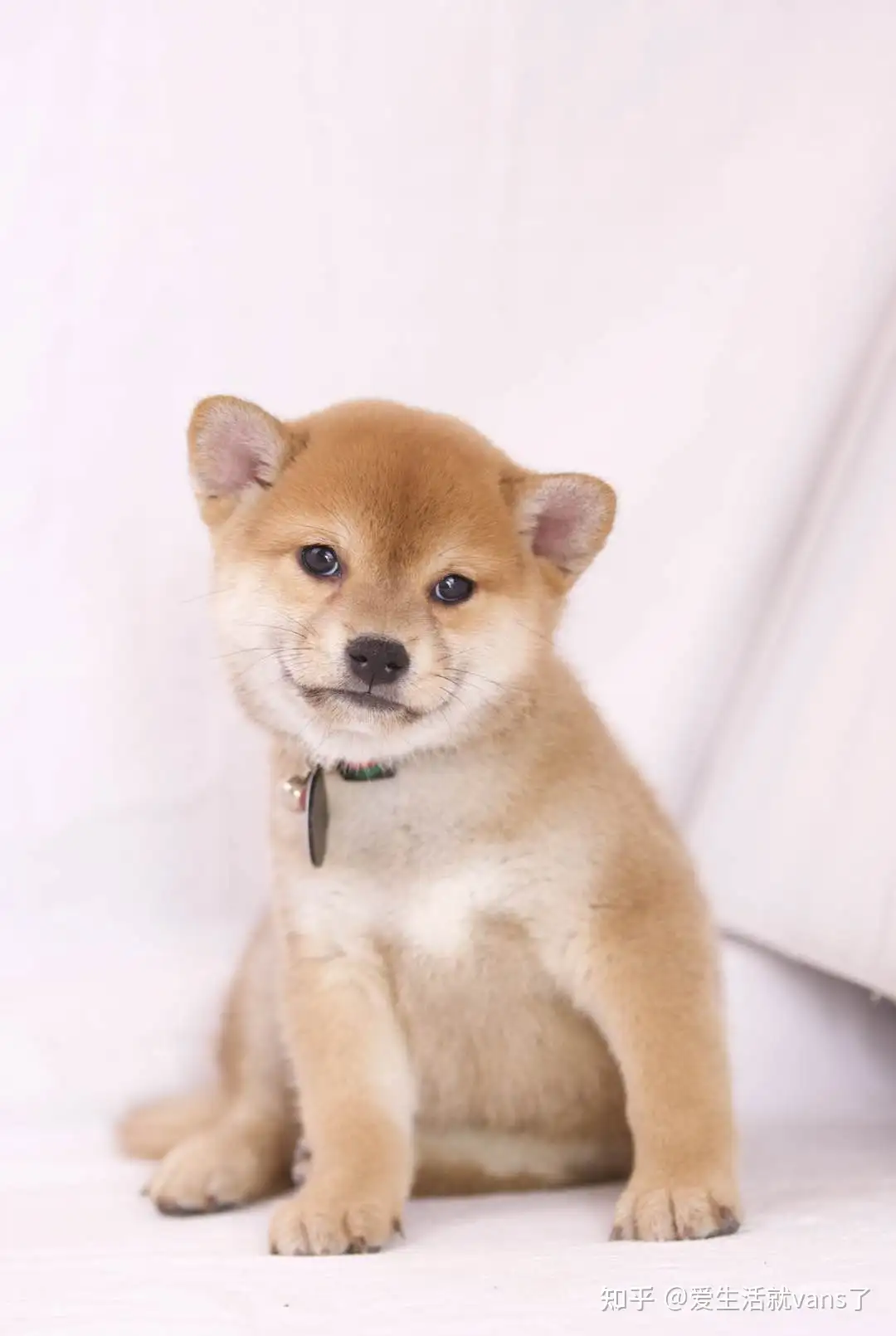 柴犬好养吗 如何给柴犬喂药 知乎