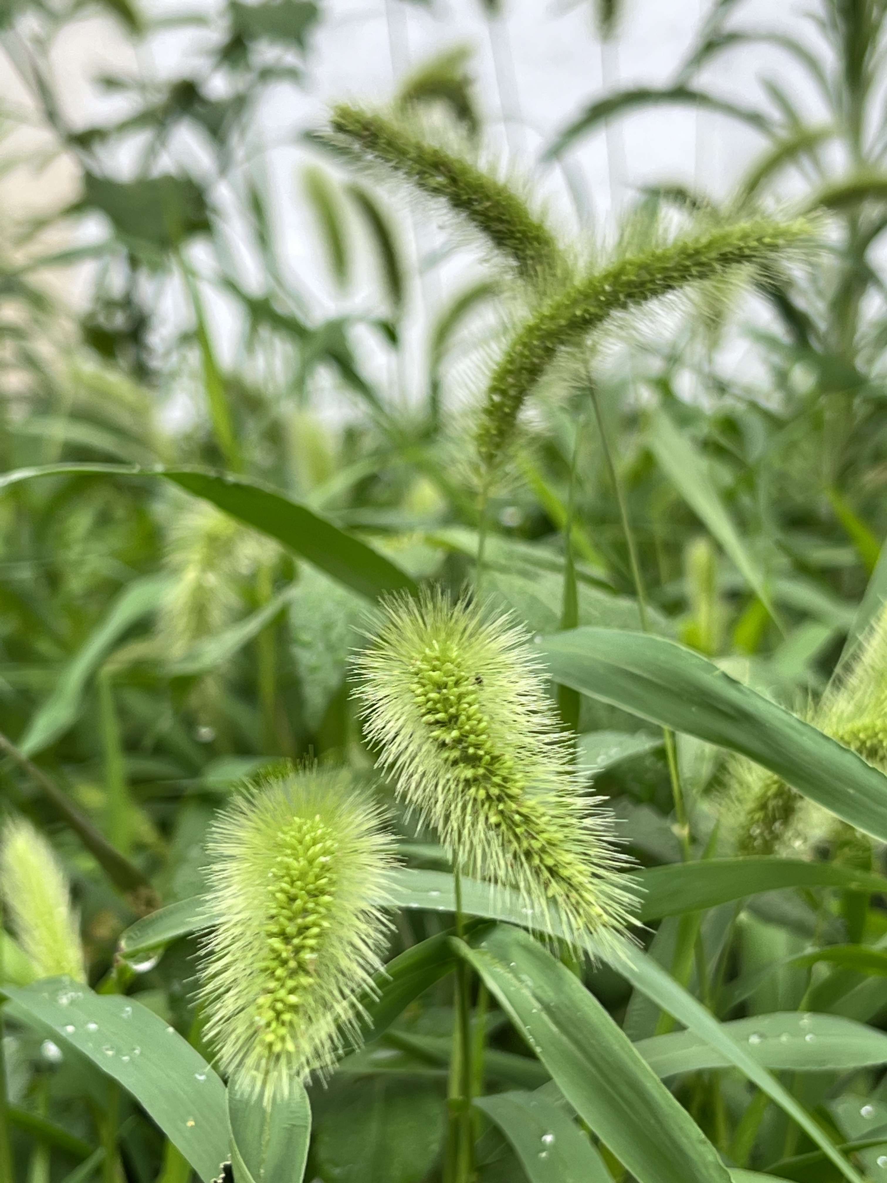 大米 的想法: 狗尾巴草,优秀的草 | #记录夏天的植物# … - 知乎