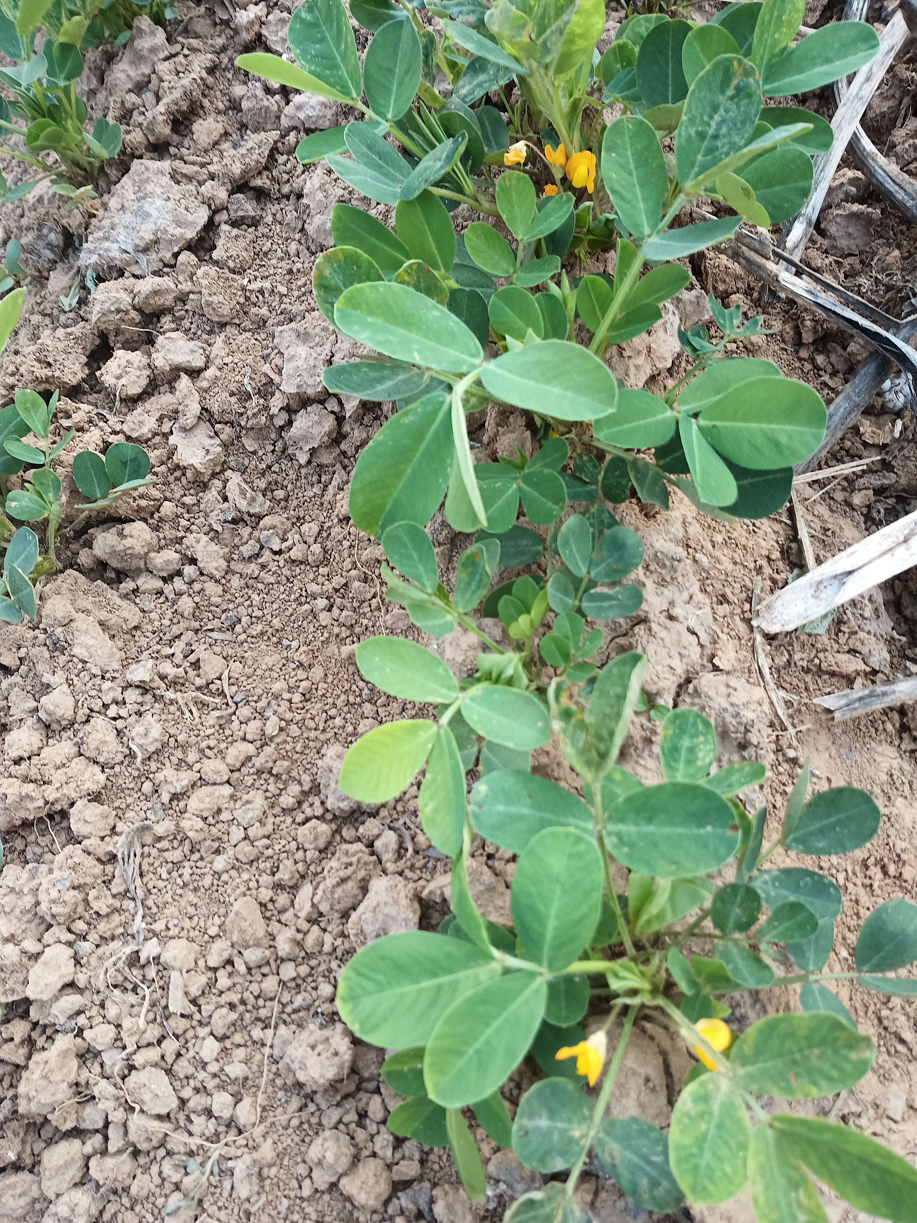 清泉青 的想法: 芝麻苗该踢开了 | 我种的芝麻,该踢苗了… - 知乎