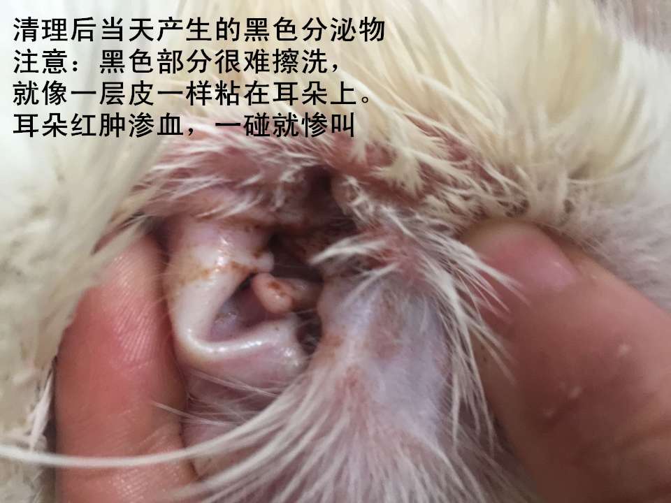 猫耳螨治疗胜利之不完全经验总结- 知乎