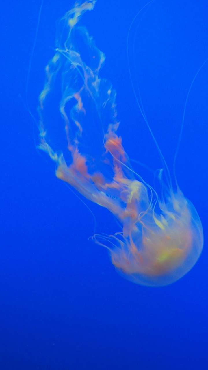 有哪些好看到爆的蓝色系壁纸?