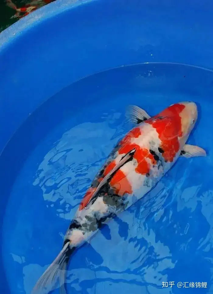 海盐对锦鲤用效总结 知乎 海盐对锦鲤用效总结 知乎
