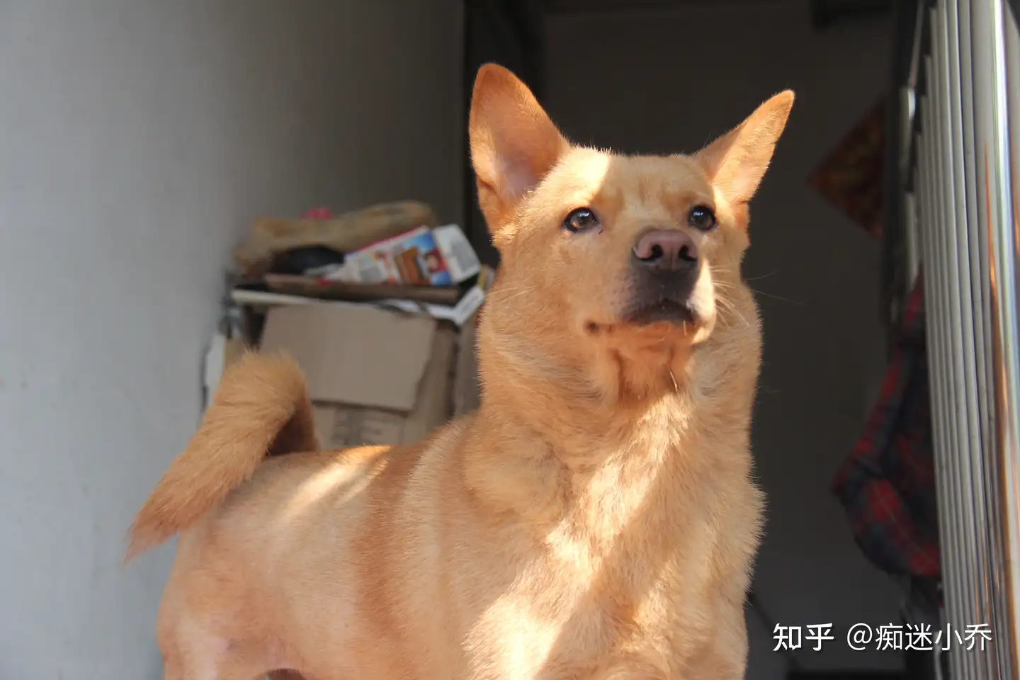 如果这几种狗被遗弃 那它们离 死期 不远了 知乎