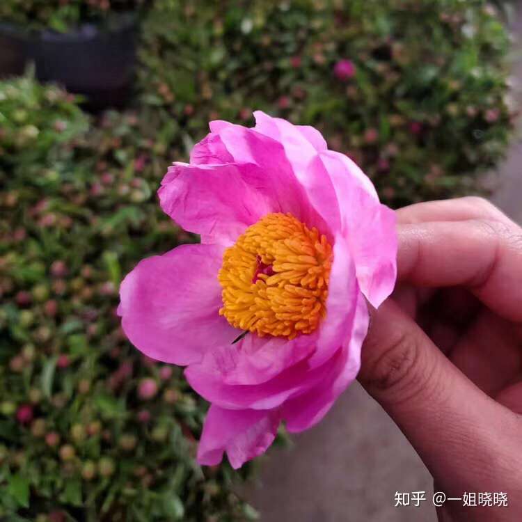 五月花神 芍药的养护 知乎