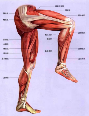 大腿前侧肌肉凸出怎么办